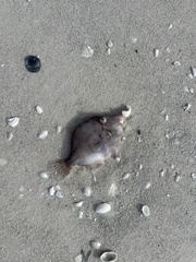 Stephanolepis hispida