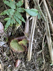 Begonia maculata
