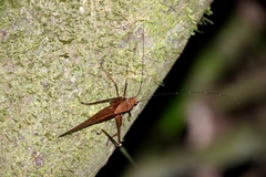 Mecopodinae