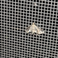 Pyraloidea