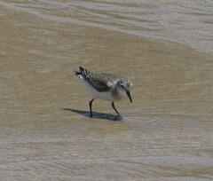 Calidris ruficollis