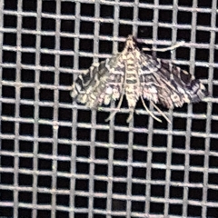Pyraloidea