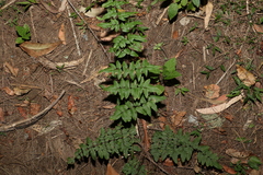 Cheilanthes viridis