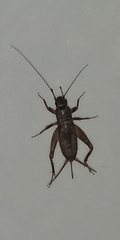 Mogoplistinae