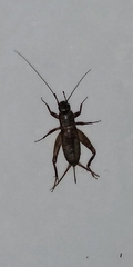 Mogoplistinae