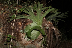 Platycerium superbum