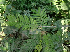 Vachellia sphaerocephala