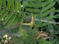 Vachellia sphaerocephala