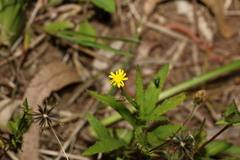 Senecio madagascariensis
