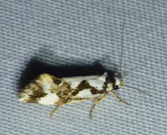 Machetis aphrobola