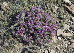Oxytropis borissoviae
