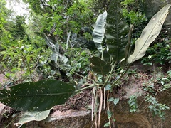Anthurium coriaceum