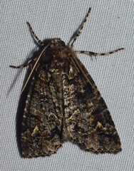 Chlenias ochrocrana