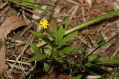 Senecio madagascariensis