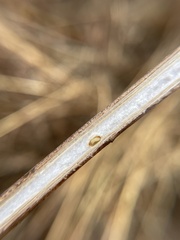 Antistrophus