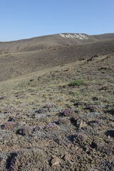 Oxytropis borissoviae