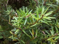 Podocarpus