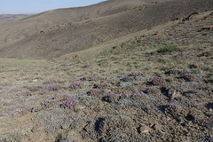 Oxytropis borissoviae