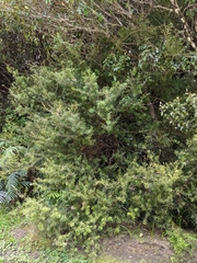 Podocarpus