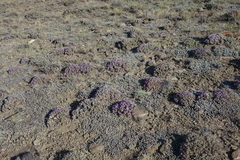 Oxytropis borissoviae