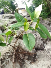 Ficus aurea