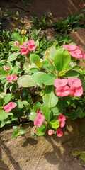 Euphorbia milii