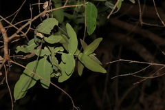 Angophora subvelutina