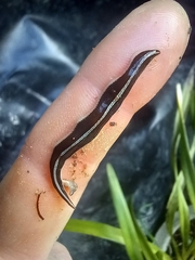 Australopacifica