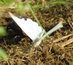 Appias epaphia contracta