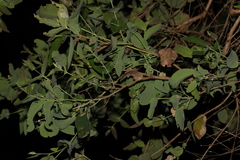 Angophora subvelutina