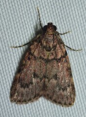 Mimaglossa nauplialis