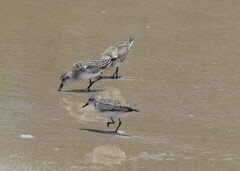Calidris ruficollis