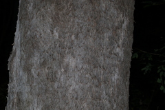 Angophora subvelutina