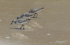 Calidris ruficollis