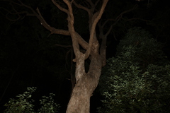 Angophora subvelutina
