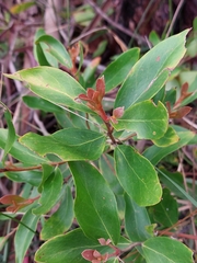 Persoonia laurina
