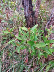Persoonia laurina