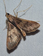 Endotricha ignealis