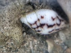 Pictocolumbella ocellata