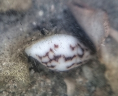 Pictocolumbella ocellata