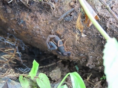 Centruroides gracilis