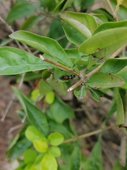 Diocalandra frumenti