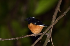 Copsychus stricklandii stricklandii