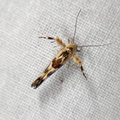 Stathmopoda melanochra