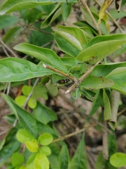 Diocalandra frumenti