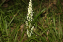 Dichelachne micrantha