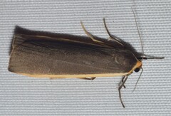 Palaeosia bicosta