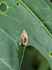 Acroceuthes metaxanthana