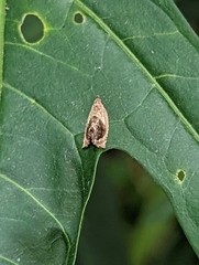 Acroceuthes metaxanthana