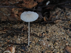 Coprinellus hiascens